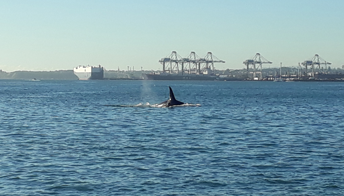 Orca Auckland Harbour